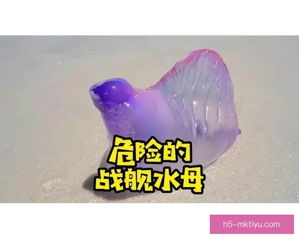 鲨鱼误判实为葡国军舰水母事件